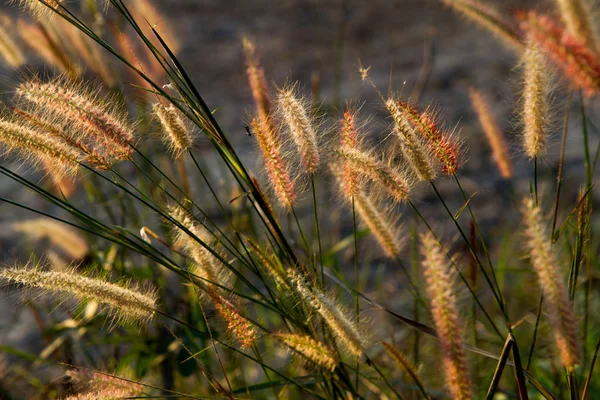 Campo di erba selvatica al tramonto, raggi di sole morbidi, tono caldo, lente — Foto Stock