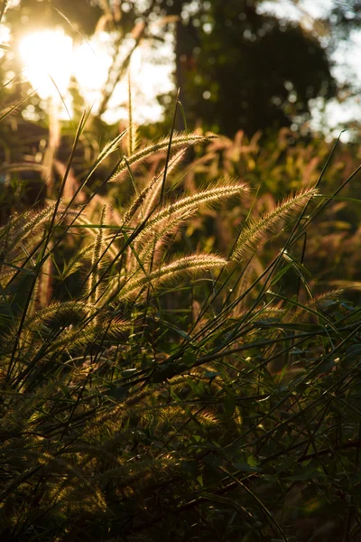 Wild field of grass on sunset, soft sun rays, warm toning, lens — Stock Photo, Image