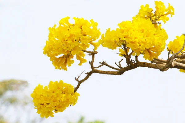 Tabebuia aurea blomma — Stockfoto