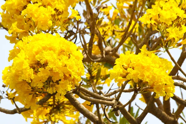Tabebuia aurea blomma — Stockfoto