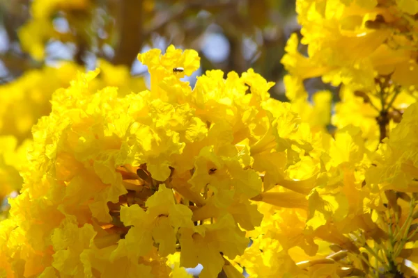 Flor de Tabebuia aurea — Foto de Stock