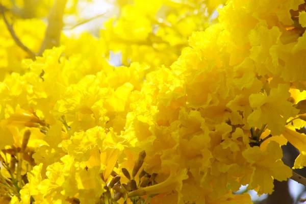 Tabebuia aurea blomma — Stockfoto