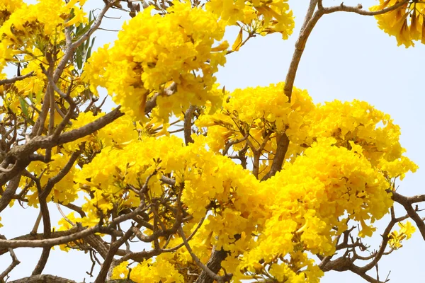 Tabebuia aurea blomma — Stockfoto