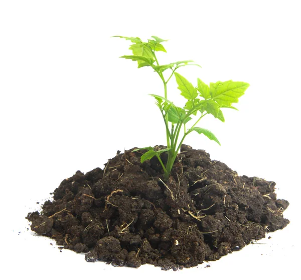 Green sprout growing — Stock Photo, Image