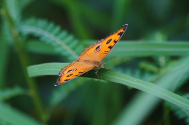 Yeşil lea closeup kelebeği