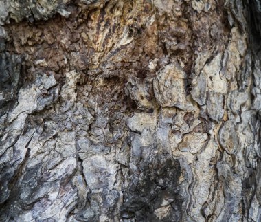 Kabuk ahşap doku arka plan deseni