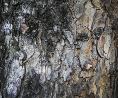 Kabuk ahşap doku arka plan deseni