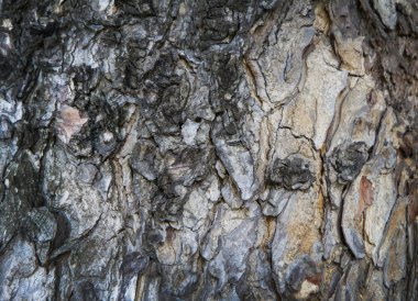 Kabuk ahşap doku arka plan deseni