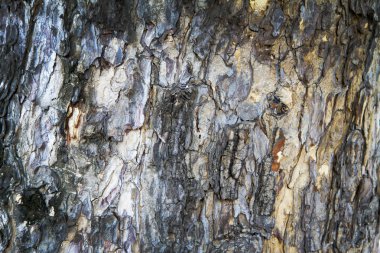 Kabuk ahşap doku arka plan deseni