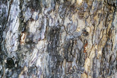 Kabuk ahşap doku arka plan deseni