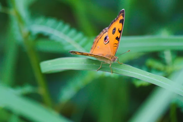 Yeşil lea closeup kelebeği — Stok fotoğraf