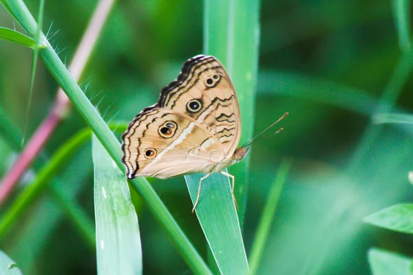 Closeup butterfly on the green lea — Stock Photo, Image