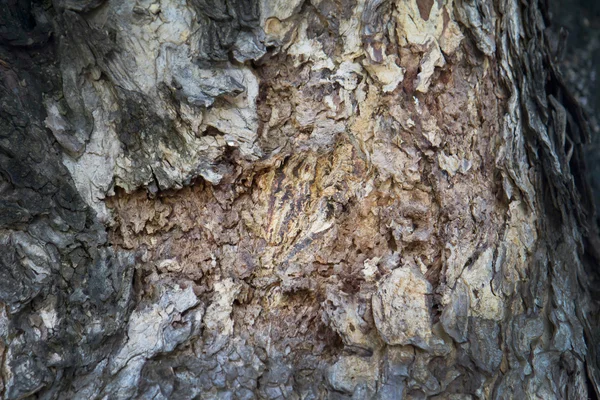 Bark trästruktur bakgrundsmönster — Stockfoto