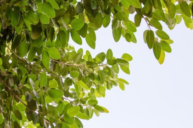 beyaz izole yaprak yeşil