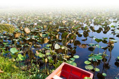 Çiçek lotus bahçeli nehre kırmızı tekne