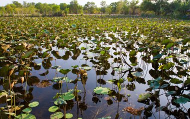 Çiçek lotus bahçeli nehre kırmızı tekne