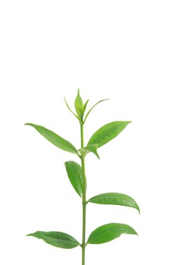 beyaz arkaplanda yeşil yapraklar