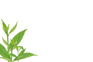 beyaz arkaplanda yeşil yapraklar