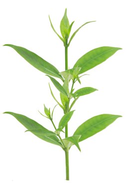 beyaz arkaplanda yeşil yapraklar