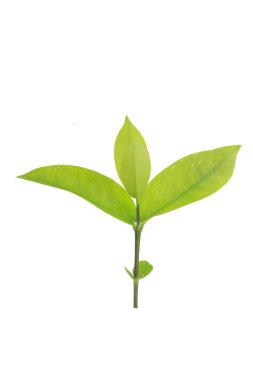 beyaz arkaplanda yeşil yapraklar