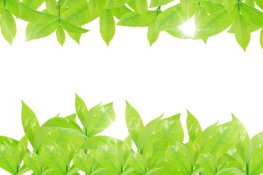 beyaz arkaplanda yeşil yapraklar