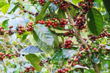 Beyaz arkaplanda kahve çekirdeği