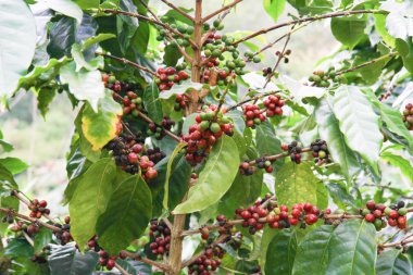 Beyaz arkaplanda kahve çekirdeği