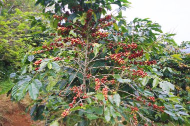 Beyaz arkaplanda kahve çekirdeği