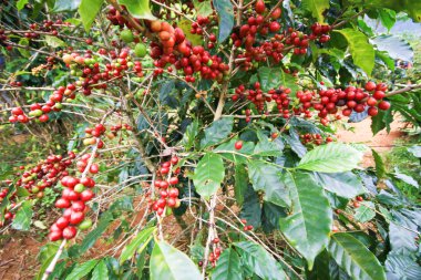 Beyaz arkaplanda kahve çekirdeği