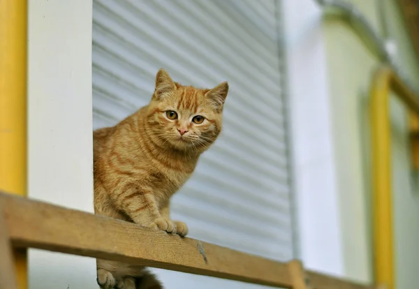 kırmızı beyaz şirin kedi yalnız oturur