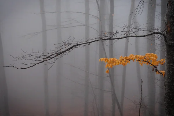 Větev se žlutými listy — Stock fotografie