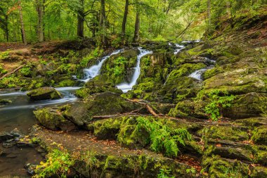 Güney Harz 'da şelalesi olan birkaç kaya. Selke şelalesinden yosun kaplı taşlarla nehrin akışı. Nehir kenarındaki yaprak döken ağaçlar ve eğreltiotları mevsimsel renkli yapraklarla