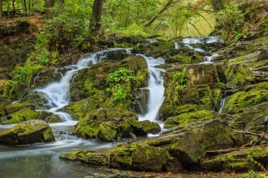 Güney Harz 'da taşlı şelale gibi. Harz Nehri 'nde yosun kaplı taşlarla. Nehir kenarındaki yaprak döken ağaçlar ve eğreltiotları mevsimsel renkli yapraklarla