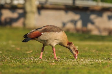 Gündüz vakti yeşil çimenlerin üzerinde beyaz çiçeklerle su kuşu. Vücudunda kahverengi tüyleri ve kuyruğunda siyah kırmızımsı tüyleri olan sıfır kaz..