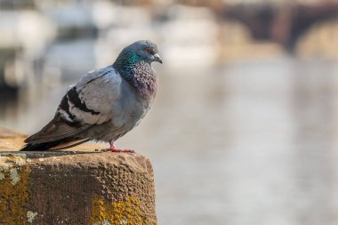 Nehir kıyısındaki beton bir üste kuş. Baharda gün ışığında kahverengi ve gri tüylü gri güvercin. Aşırı büyümüş gri yosunlu beton taban