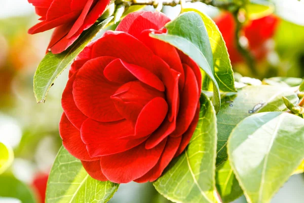 Red Rose Bush Sunshine Detail Shot Open Flower Wild Garden — Stock Photo, Image