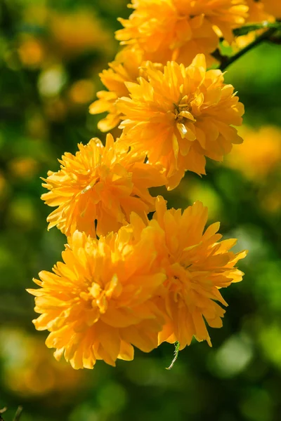 Ranunculus Sol Detalle Plano Flor Japonesa Con Flores Amarillas Abiertas —  Fotos de Stock