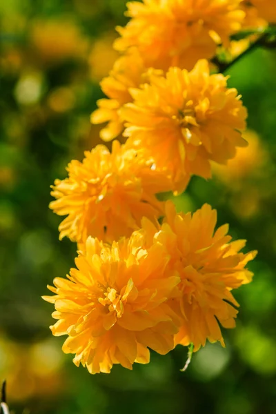 Kilka Żółtych Kwiatów Krzewie Kwiatowym Japoński Zrzęda Słońcu Szczegóły Zdjęcie — Zdjęcie stockowe
