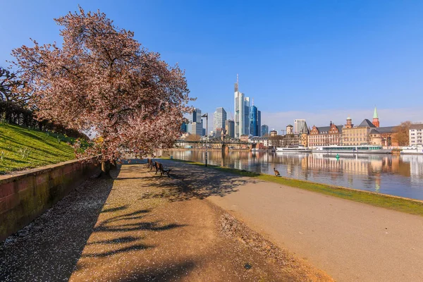 Frankfurt Rzeka Main Parkami Nad Brzegiem Miejska Panorama Słońcu Drzewo — Zdjęcie stockowe