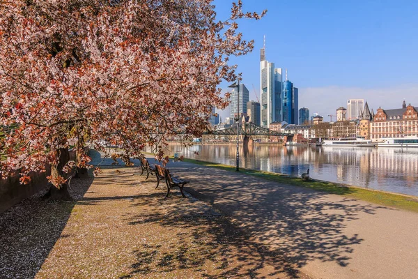 Promenada Nad Menem Wiosną Frankfurcie Skyline Drapaczy Chmur Dzielnicy Finansowej — Zdjęcie stockowe