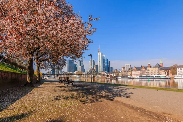 Principal Margem Rio Frankfurt Primavera Caminho Banco Com Flores Árvore — Fotografia de Stock