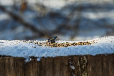 Blue tit with blue and yellow feathers on snow-covered tree trunk in winter. Bird sits between grains and bird seed. Songbird looks ahead with a grain of corn in its beak.