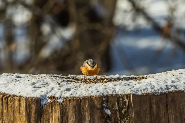 Singing bird with grain in its beak in the sunshine. Snow-covered log with woodpecker tit bird at front view. Bird seed with corn and grain on the snow