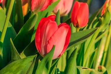 Gün ışığında çiçekli laleler. Baharda yeşil saplı ve yapraklı bitkinin birkaç kırmızı çiçeği. Taç yaprakları ayrıntılı. Daha çok çiçek açan bir arka plan.