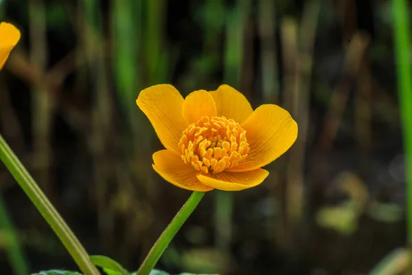 Marsh marigold with yellow flowers. Detail of a single open flower on a green flower stem. Bee pollen on the pistil. With swamp in the background