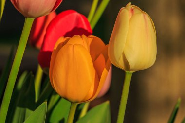 Baharda bitkinin hafifçe açık çiçekleri. Sarı turuncu ve kırmızı çiçekli lale başları. Zambak familyasındaki bitki türünün ayrıntıları. Yeşil çiçek sapları ve yaprakları