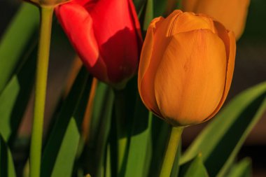 İlkbaharda gün ışığında bir bitkinin çiçekleri. Kırmızı sarı ve turuncu çiçekli laleler. Yeşil yapraklı ve çiçekli taç yapraklarının ayrıntıları gün ışığında. Lily ailesinde bitki cinsi