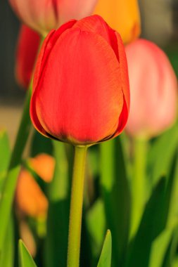 Büyük bir kırmızı lale çiçeği. Gün ışığında çiçek. İlkbaharda detaylı ekin. Yapılı yapraklar. Arka planda sarı ve kırmızı çiçekler. Parkta yeşil yapraklar ve çiçek sapları