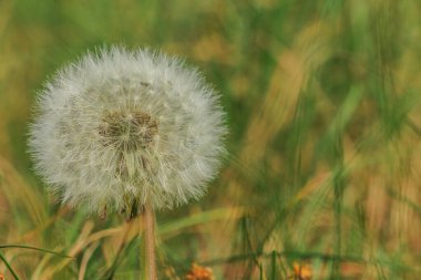 Karahindiba yüzünden solmuş bir kafa. Karahindiba şeklinde bir karahindiba otlakta uçan tohumlarla birlikte. Çimen ve bitki detaylı olarak ve çiçek sapı üzerine tam tohum koleksiyonu