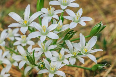 Otlakta sütçü bitkisi. Beyaz yapraklar açtığında baharda çiçek açar. Yapraklı ve tek çiçekli bir çiçek. Yeşil yapraklar ve çiçek sapları